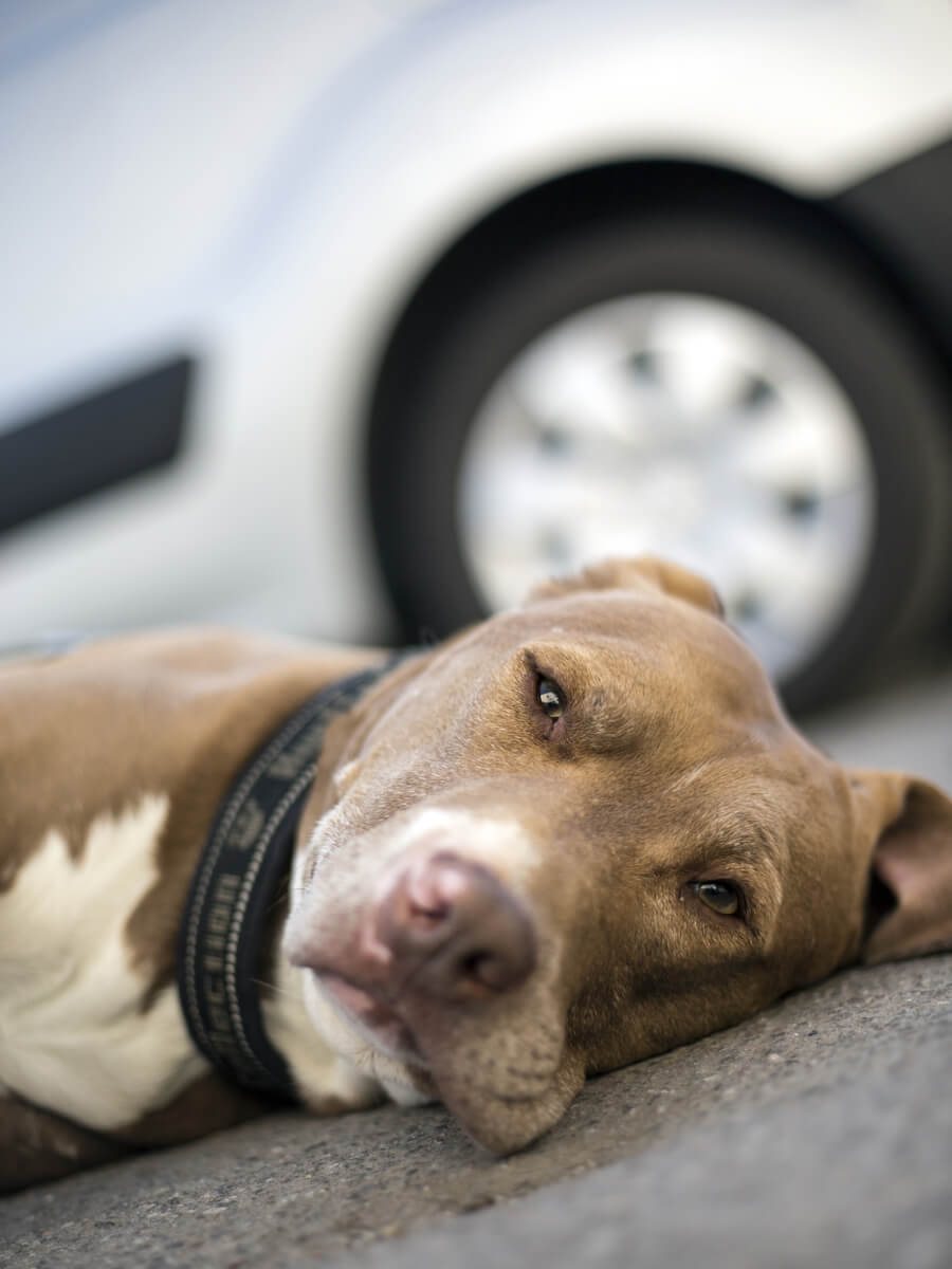 Gehirnerschütterung Hund und Welpe helfen